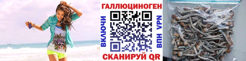 Купить  Кандалакша  Галлюциногенные грибы прущие грибы 
